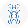 Atherstone Wasp Nest Removal